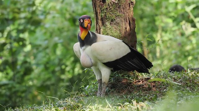 K&ouml;nigsgeier, Sarcoramphus papa
