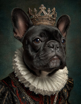 Black french bulldog dressed as british monarch i with ornate royal costume and golden crown, regal pet portrait