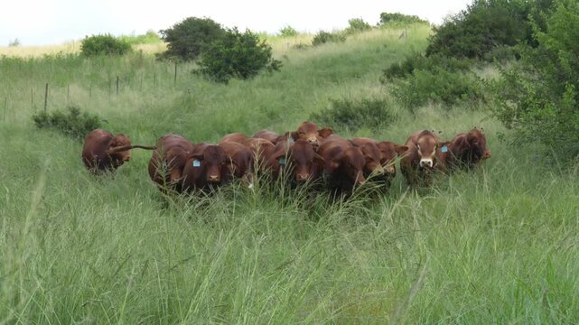 Droughtmaster Cows and Bulls Grazing Calmly in Grassland, Resilient Beef Cattle in Natural Farm Environmen