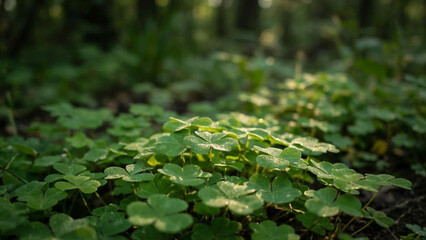 Forest floor covered in green clover plants with sunlight creating a dappled effect