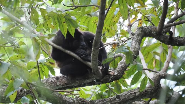 Mantelbr&uuml;llaffe, Alouatta palliata