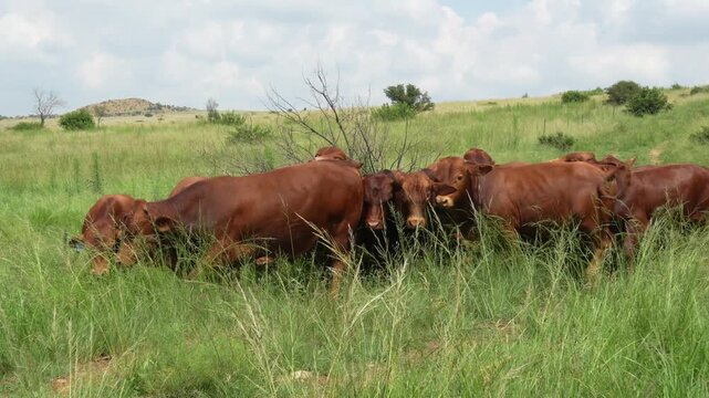 Droughtmaster Cows and Bulls Grazing Calmly in Grassland, Resilient Beef Cattle in Natural Farm Environmen