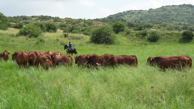 Droughtmaster Cows and Bulls Grazing Calmly in Grassland, Resilient Beef Cattle in Natural Farm Environmen