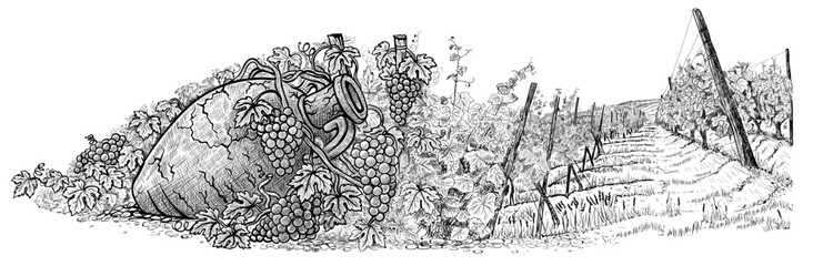 Vintage amphora for wine among grapes and vine. Hand-drawn sketch, vector illustration, isolated on a white background. Greece, Italy or Georgia wine