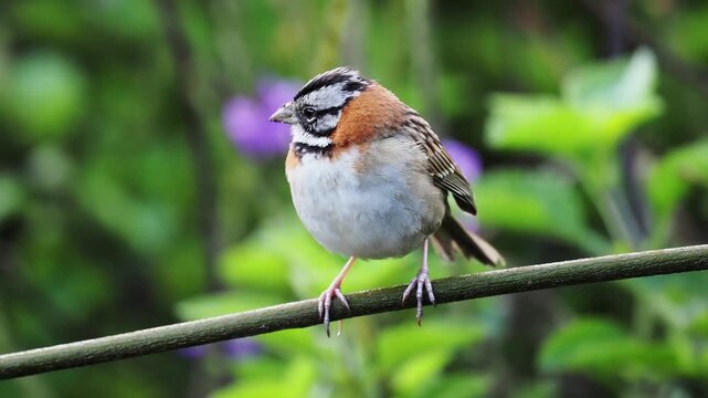 Morgenammer, Emberiza calandra