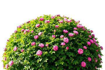 Fototapeta premium Round Topiary with Pink Roses and Green Foliage