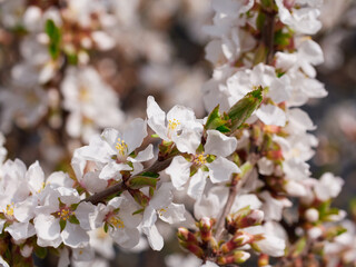 Cherry blossoms in full bloom in spring