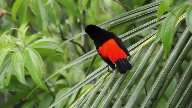 Passerinitangare, Tangara passerini
