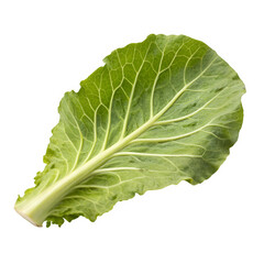 Cabbage leaf isolated on transparent background