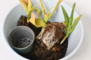 Repotting root ball with soil of tulip plants in bucket