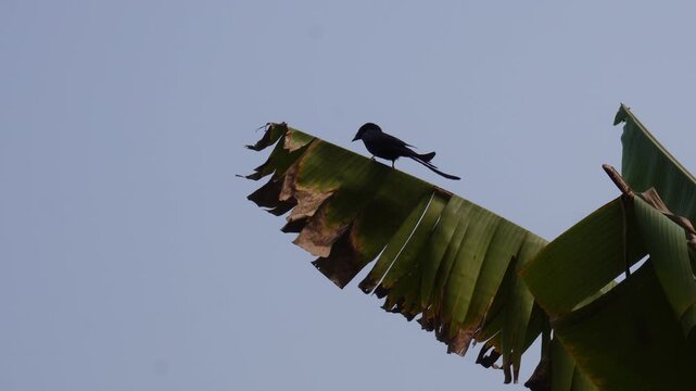 Black Drongo Bird on Banana Leaf Against the Clear Blue Sky Background 