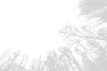 isolated forest on a transparent background