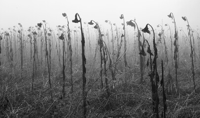sunflowers in winter