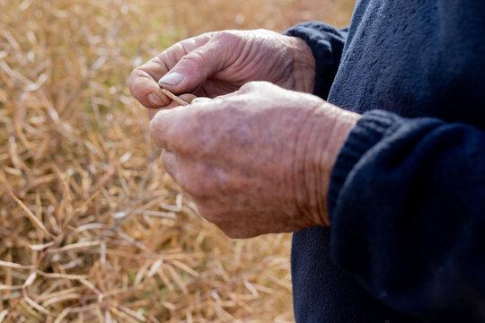 hands of a farmer in a canola crop inspecting for frost damage and harvest timing