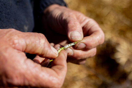 hands of a farmer in a canola crop inspecting for frost damage and harvest timing