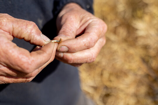 hands of a farmer in a canola crop inspecting for frost damage and harvest timing