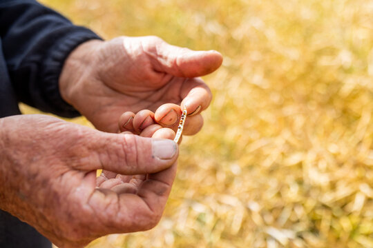 hands of a farmer in a canola crop inspecting for frost damage and harvest timing
