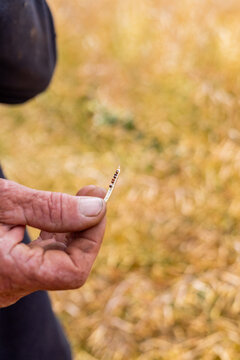 hands of a farmer in a canola crop inspecting for frost damage and harvest timing