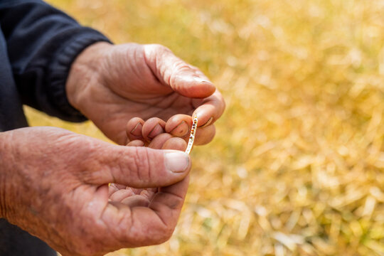 hands of a farmer in a canola crop inspecting for frost damage and harvest timing