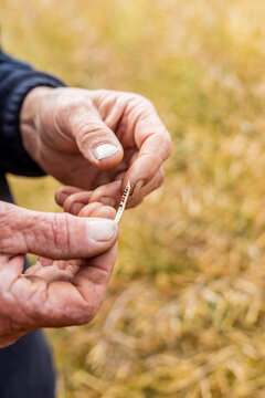 hands of a farmer in a canola crop inspecting for frost damage and harvest timing