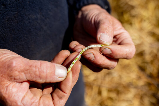 hands of a farmer in a canola crop inspecting for frost damage and harvest timing