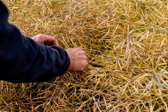 hands of a farmer in a canola crop inspecting for frost damage and harvest timing