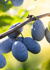 Close up of ripe plums grouped together on the branch
