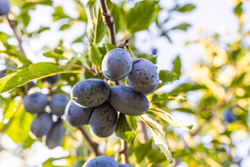 Close up of ripe plums grouped together on the branch