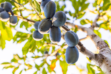 Close up of ripe plums grouped together on the branch