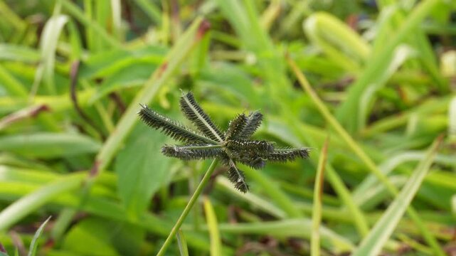 Closeup of Chloris barbata or Swollen Fingergrass Seed Head in Natural Grass Field