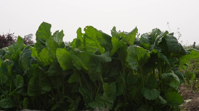 Cluster of Taro Plants are growing with its huge leaves