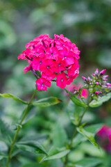Red Riding Hood phlox vibrant pink flower