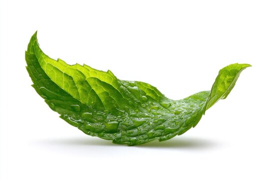 A mint leaf rests on a flat surface with a graceful curve, displaying droplets of water that cling to its surface. The setting is simple and clean
