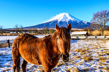 忍野村から富士山と馬 © 文明 金本