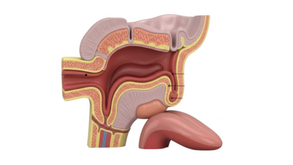 Anatomical cross section of human nasal cavity and oral cavity with tongue png isolated transparent background