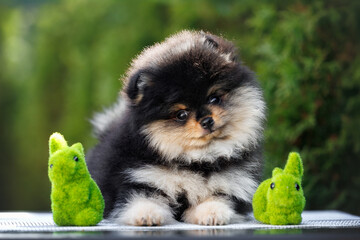 black and tan pomeranian spitz puppy lying outdoors in the garden