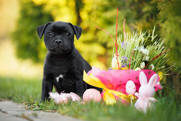 cute staffordshire bull terrier puppy posing outdoors with easter decorations