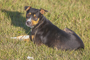 Rottweiler American Bully mixed breed 