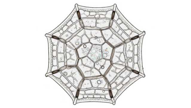Microscopic view of a diatom frustule with intricate geometric patterns and small bubbles png isolated transparent background - Powered by Adobe