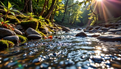 A 16:9 nature focused scene showing clear water flowing through a forest stream with sunlight filter