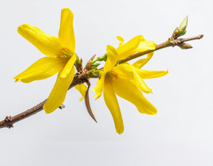 식물-꽃-개나리-개나리 가지-봄꽃-노란 꽃