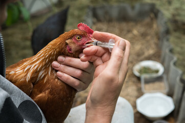 Person administering medication to chicken with syringe in farm setting