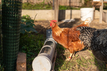 Brown and black chickens in sunlit urban backyard coop. International Respect for Chickens Month