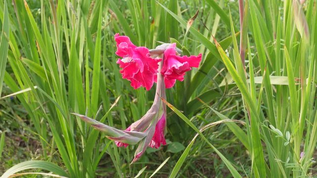 Pink Gladiolus Blooming in Tall Green Grass