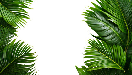 Tropical leaf background with empty space isolated on transparent or white background