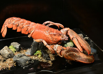 Homarus gammarus Bogavante Hummer Astice Lobster