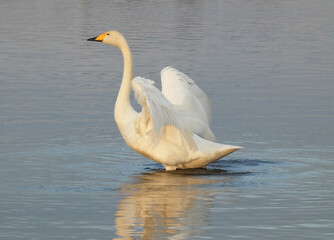 オオハクチョウの羽ばたき2