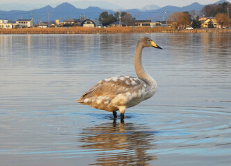 オオハクチョウの幼鳥