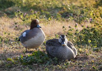 ヒドリガモ♂とカルガモ♀