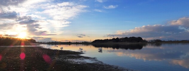 白鳥がいる冬の多々良沼の夕景パノラマ